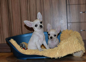 форум2.jpg (116.74 КБ, Просмотров: 6826) форум2.jpg