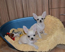 форум3.jpg (165.64 КБ, Просмотров: 6823) форум3.jpg