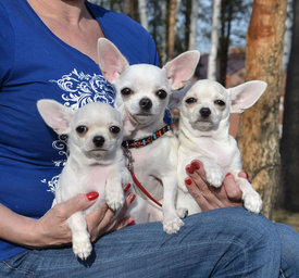 п6.jpg (264.18 КБ, Просмотров: 6790) п6.jpg