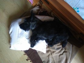 IMG_20170517_073120.jpg (191.97 КБ, Просмотров: 7153) IMG_20170517_073120.jpg