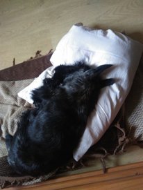 IMG_20170517_073052.jpg (176.34 КБ, Просмотров: 7162) IMG_20170517_073052.jpg