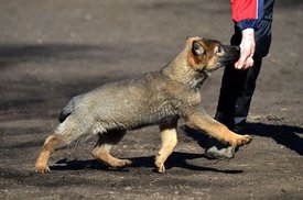 16711627_1374731055880593_3564711805839449267_n.jpg (33.45 КБ, Просмотров: 4223) 16711627_1374731055880593_3564711805839449267_n.jpg