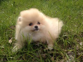 image-0-02-05-59167617fd96d09970494daf67b2f870a9e579a368c7cedf86393425154059d2-V.jpg (99.46 КБ, Просмотров: 1514) image-0-02-05-59167617fd96d09970494daf67b2f870a9e579a368c7cedf86393425154059d2-V.jpg