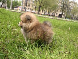 image-0-02-05-44c158dd52371a57a8c5c6e80646b377f4201d6f2f7f55281adbcd4160664160-V.jpg (97.22 КБ, Просмотров: 1514) image-0-02-05-44c158dd52371a57a8c5c6e80646b377f4201d6f2f7f55281adbcd4160664160-V.jpg